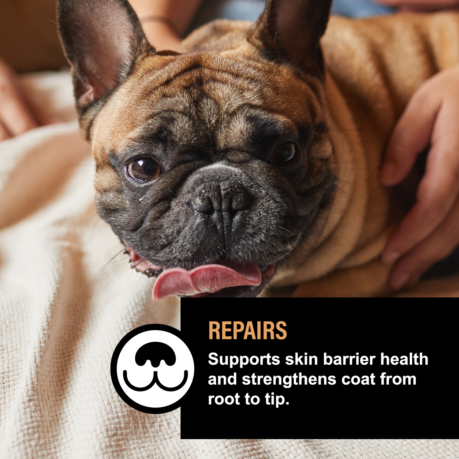 UNSCENTED DOG SKIN &amp; COAT SERUM